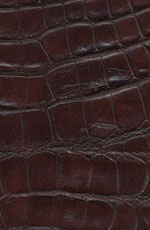 ������� ���� �������� ������