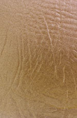 ������� ���� ����� �������