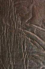 ������� ���� ������ ������